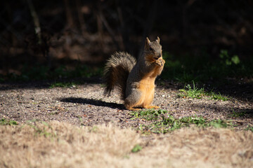 Fox squirrel sitting up eating nuts in sunshine
