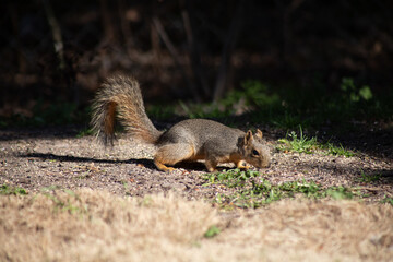Fox squirrel foraging for nuts in sunshine