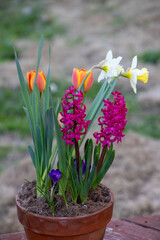 Mixed flowers growing together in a pot