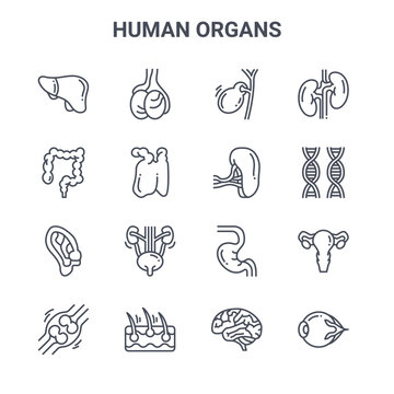 set of 16 human organs concept vector line icons. 64x64 thin stroke icons such as testicles, colon, dna, stomach, epidermis, eyeball, brain, spleen, kidney