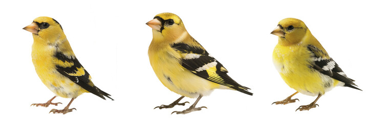 American Goldfinch  White Background, Isolated Transparent Background Images
