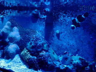 Black and white clown fish 