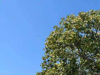 green tree branches on blue sky background