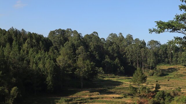 Beautiful natural scenery of Tana Toraja, Indonesia. Trees and blue sky. Daytime photo