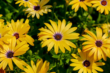 Yellow flowers in bloom