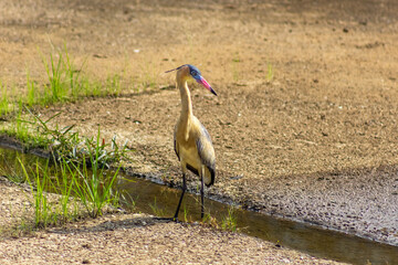 Heron standing in a waterhole in the middle of the field