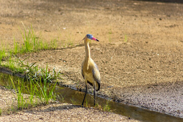 Heron standing in a waterhole in the middle of the field