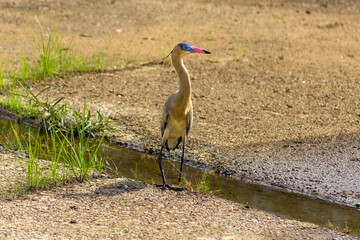 Heron standing in a waterhole in the middle of the field