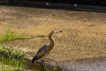 Heron standing in a waterhole in the middle of the field