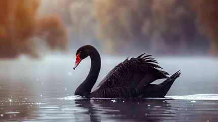 Keuken spatwand met foto Black swan - swimming in the water with elegance for a black swan event © Brian