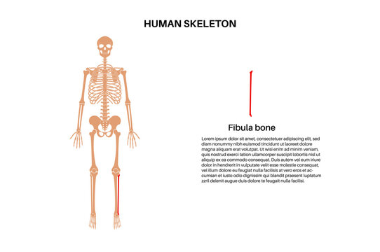 Fibula bone anatomy