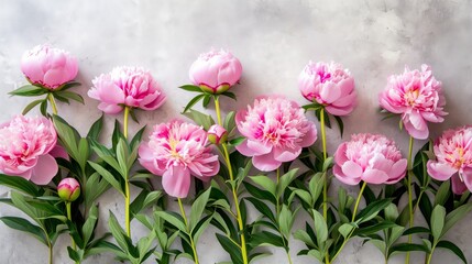Fototapeta na wymiar beautiful pink blooming peonies with green leaves on a gray background