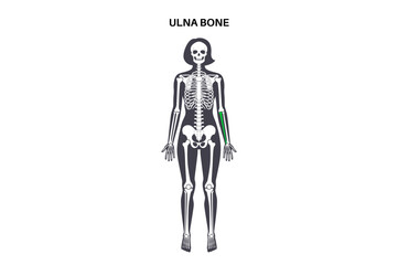 Ulna bone anatomy