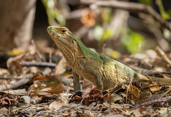 A Green Iguana in the vegetation at Palo Verde National Park in Costa Rica