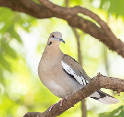 White-winged Dove closeup in a tree in Costa Rica