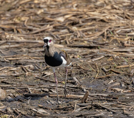 Southern Lapwing  wading bird in a wetland Habitat in Costa Rica