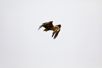 A beautiful black kite in flight in southindia