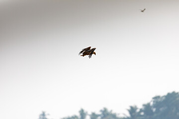 A beautiful black kite in flight in southindia