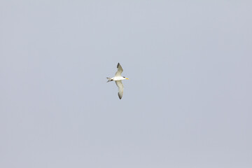 Greater crested terns flying high on the sky over the river