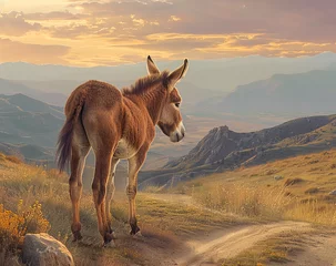Fotobehang Donkey on the mountain © Taran