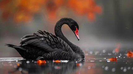 Keuken spatwand met foto Full body portrait of black swan © Brian
