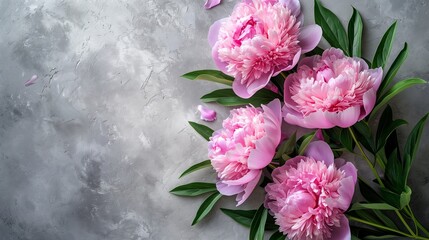 beautiful pink blooming peonies with green leaves on a gray background