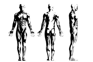 black vector image silhouette modern muscular body exercises, beauty, body line art. For use as a brochure template or for use in web design