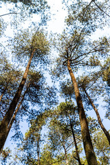 A natural view of Cikole Camping Park, Bandung, Indonesia, a perfect camping destination. 