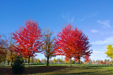 Fototapeta premium Red maple trees in the park with blue sky background
