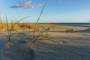 Golden sunset at the beach in Portugal near Spain with green grass