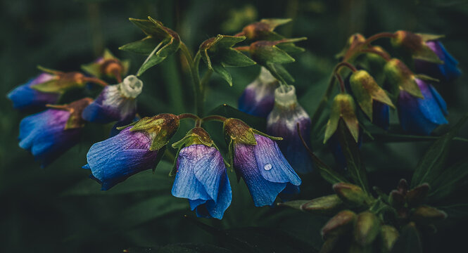 Flowers in the Forest