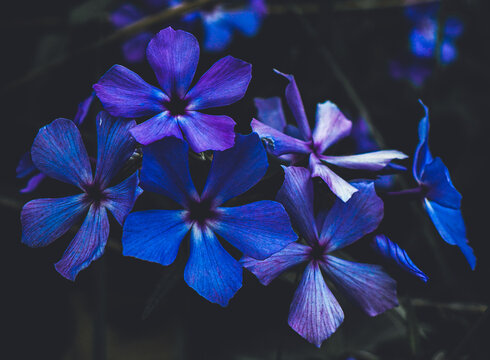 Cinematic Blue and Purple Flowers