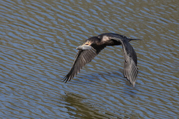 Cormorants with fish in mouth