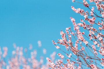 青空に映えるピンクの梅の花