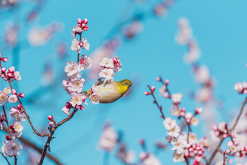 青空とピンク色の梅の花とメジロ