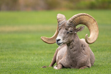 Big Horn Sheep