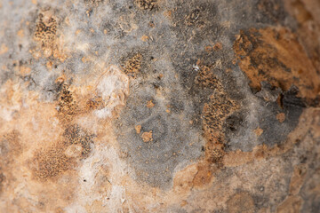 mildew or black mold fungus growing on wooden.