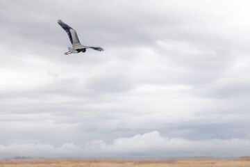 Fototapeta na wymiar Blue Heron in flight