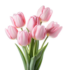 Fototapeta premium pink tulips isolated on transparent background