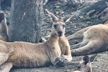 Port Douglas, Queensland, Australia