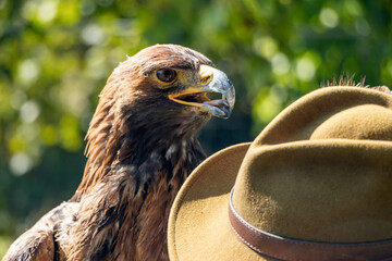 A Golden Eagle (Aquila chrysaetos) with a hat his breeder