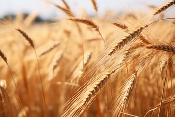 Rye field. Harvest nature crop. Generate Ai