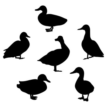 set of duck birds silhouettes vector illustration.