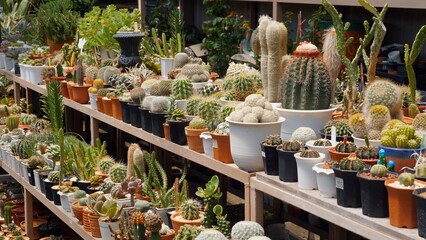 Gardening and retail concept showcasing variety of cacti and succulent plants arranged neatly on...