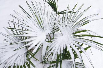 snow falls on a palm leaf. winter season background