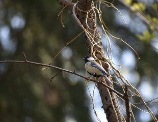Gray Bird in Japan