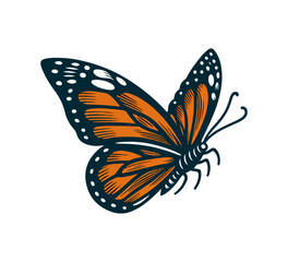 Monarch Butterfly Hand Drawn vector illustration