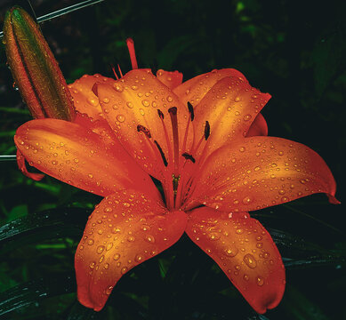 Orange Lily with Water Drops