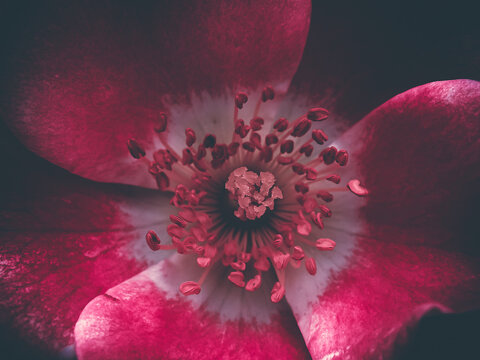 Close Up Red Flower