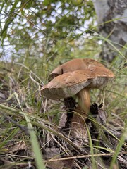 Closeup of a plant with leaves in a natural landscape